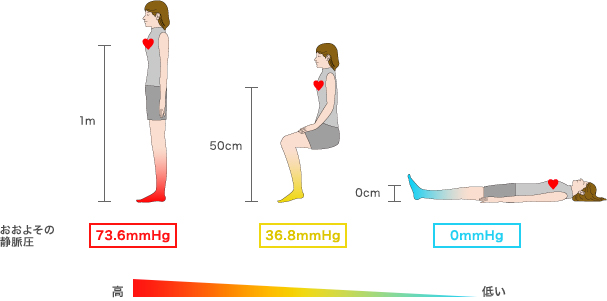 図2 姿勢と足の裏の静脈圧の関係